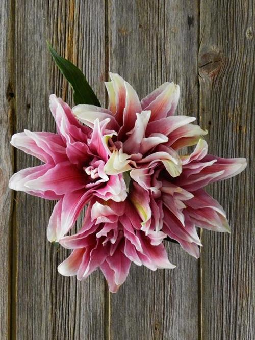 DOUBLE BLOOM ROSE LILY BICOLOR WHITE/PINK ORIENTAL LILIES